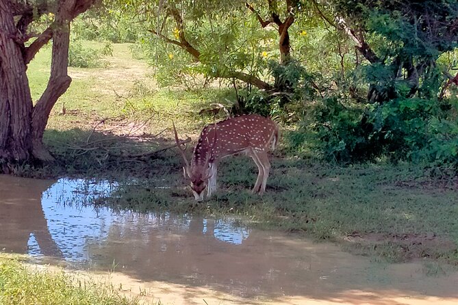 Udawalawa National Park Safari Trip From Hikkaduwa/Galle/Weligama - Customer Feedback and Reviews