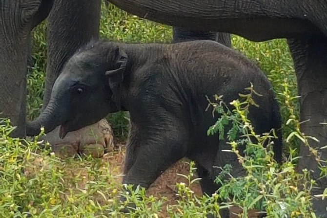 Udawalawa National Park With Supun Safari | Enjoy Your Vacation - Accessibility and Safety Considerations
