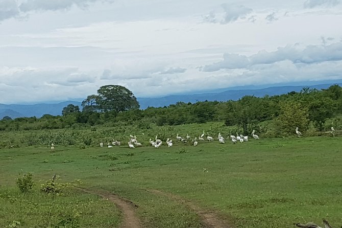 Udawalawa National Park With Supun Safari | Enjoy Your Vacation - Wildlife Viewing Opportunities