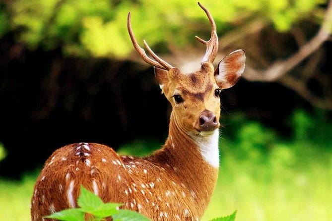 Udawalawa National Park With Supun Safari | Enjoy Your Vacation - Additional Services Provided