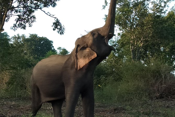 Udawalawa National Park With Supun Safari | Enjoy Your Vacation - Booking and Cancellation Policy