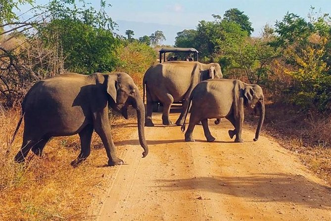 Udawalawa Safari Drive From Galle, Weligama, Mirissa & Dickwella - Participation Details