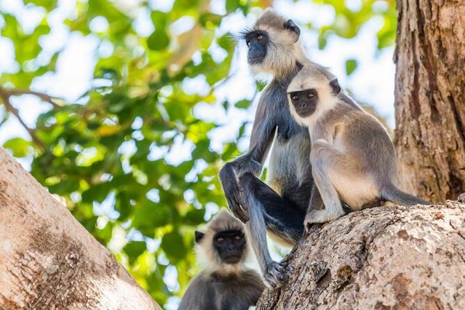 Udawalawa Safari Drive From Galle, Weligama, Mirissa & Dickwella - Pricing and Availability