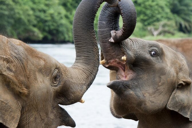Udawalawa Safari Drive From Galle, Weligama, Mirissa & Dickwella - Wildlife Sightings
