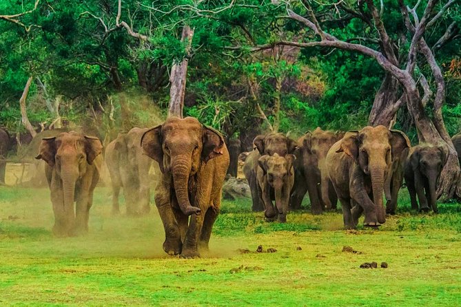 Udawalawa Safari Drive From Galle, Weligama, Mirissa & Dickwella - Memorable Safari Experience