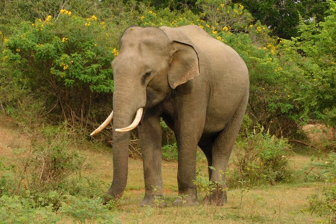 Udawalawa Safari & Elephants Orphanage Tour From Hambantota Port - Tour Cancellation Policy