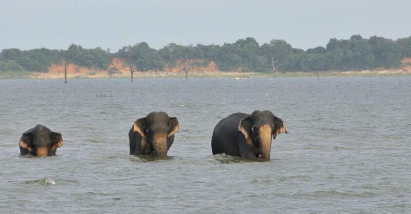 Udawalawa Safari Park and Transit Home From Tangalle - Key Points