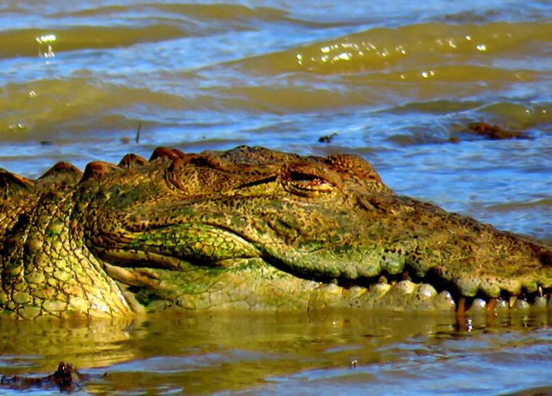 Udawalawa Safari Park and Transit Home From Tangalle - Wildlife and Nature Highlights