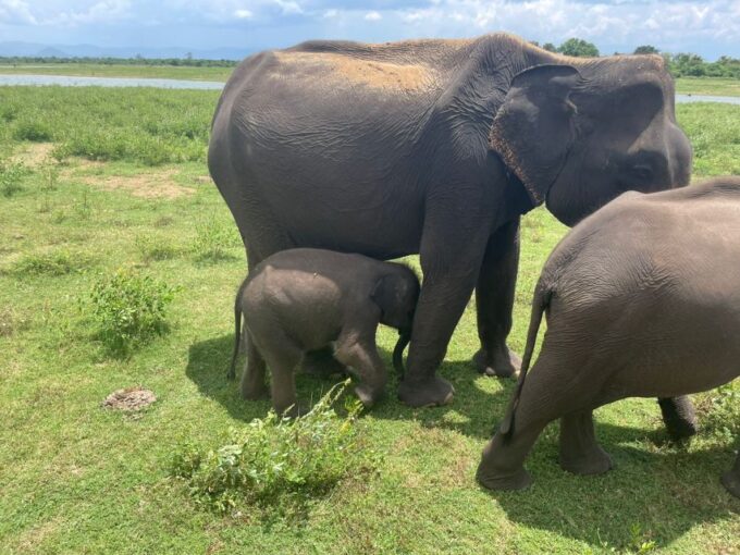 Udawalawa Safari Park and Transit Home From Tangalle - Plan Your Tangalle Safari Adventure