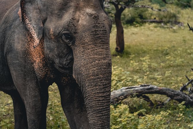 Udawalawa Safari(3-4hours) - Private Jeep With Experienced Driver - Key Points