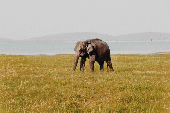 Udawalawa Safari(3-4hours) - Private Jeep With Experienced Driver - Admission and Pricing