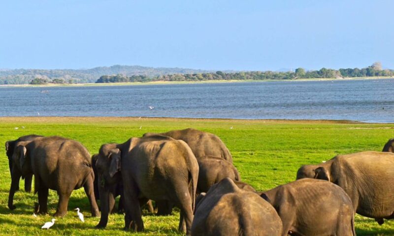 Udawalawa: Udawalawa National Park Safari Tour - Tour Logistics