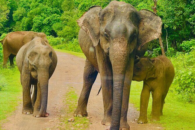 Udawalawa Wild Life Safari - Key Points