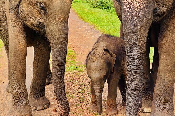 Udawalawa Wild Life Safari - What to Expect from the Udawalawa Wild Life Safari