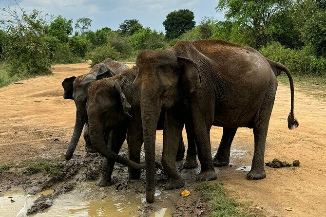 Udawalawa Wild Life Safari - The Value of the Tour