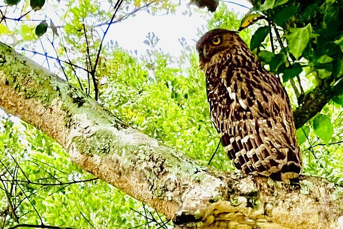 Udawalawa Wild Life Safari - Final Thoughts