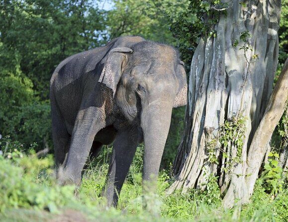 Udawalawe Elephant Safari: 3h Jeep Adventure (All Inclusive) - Key Points