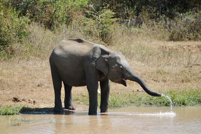 Udawalawe Elephant Safari: 3h Jeep Adventure (All Inclusive) - A Practical Breakdown of the Tour