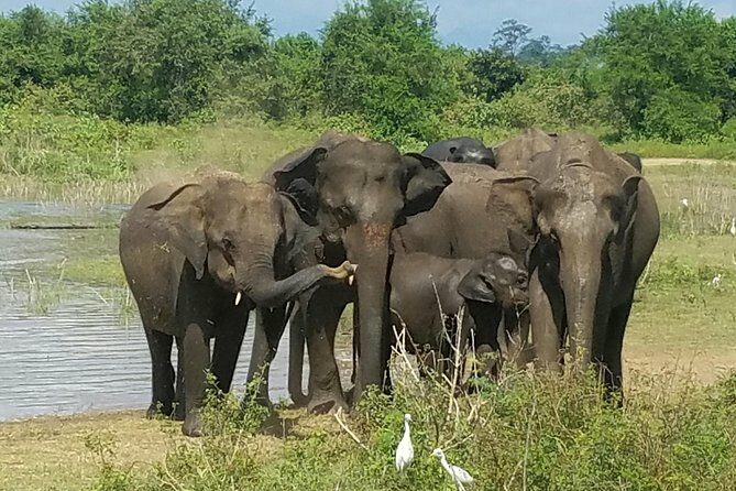 Udawalawe Elephant Safari: 3h Jeep Adventure (All Inclusive) - Potential Drawbacks or Considerations