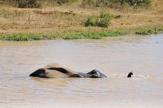 Udawalawe Elephant Safari: 3h Jeep Adventure (All Inclusive) - In The Sum Up