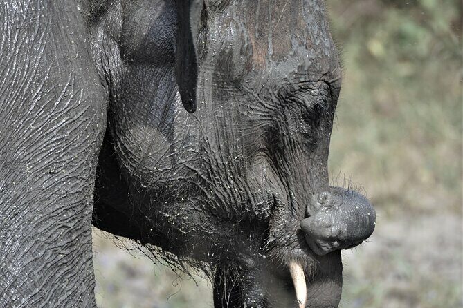 Udawalawe Elephant Safari: 3h Jeep Adventure (All Inclusive) - FAQ