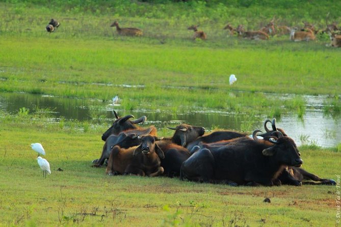 Udawalawe Jeep Safari - Ahungalla & Kosgoda Hotels - Inclusions
