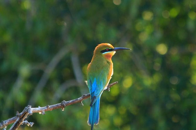 Udawalawe Jeep Safari - Ahungalla & Kosgoda Hotels - Wildlife Spotting Opportunities