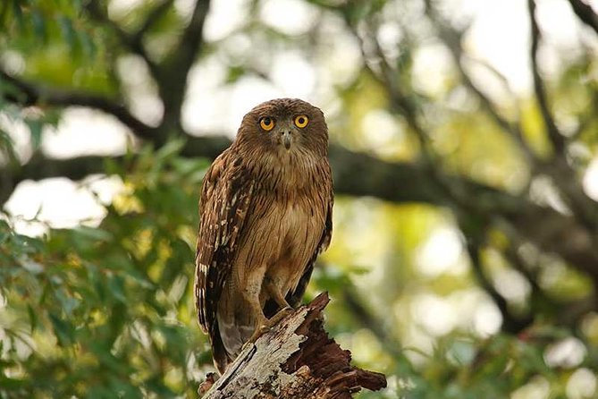 Udawalawe Jeep Safari - Ahungalla & Kosgoda Hotels - Customizable Tour Options