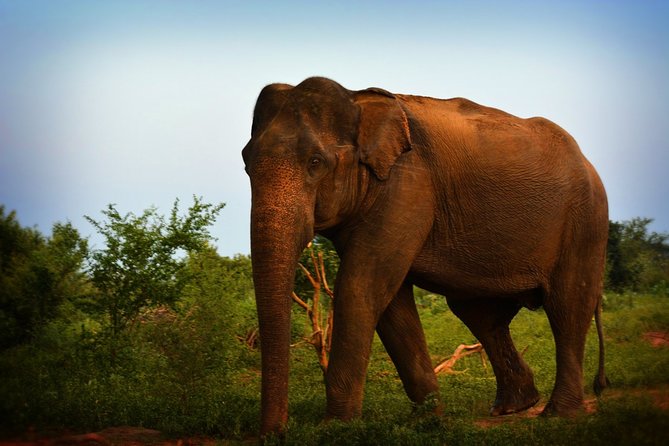 Udawalawe National Park | 3 Hours Safari Tour (Jeep Only) - Review and Ratings