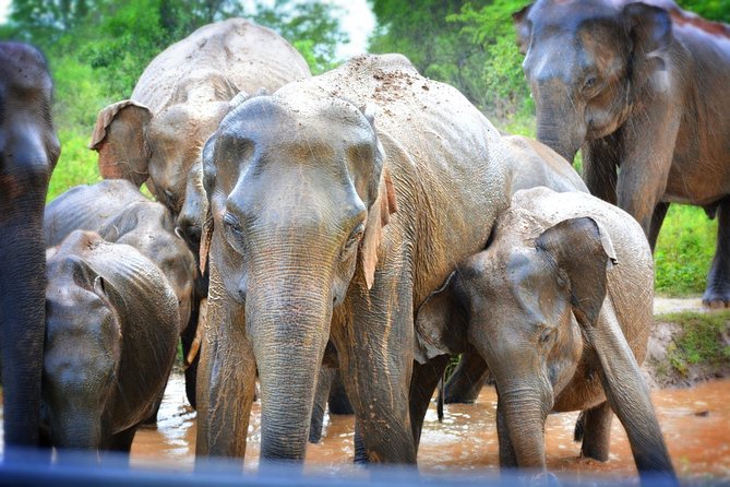 Udawalawe National Park | 3 Hours Safari Tour (Jeep Only) - Customizable Safari Options