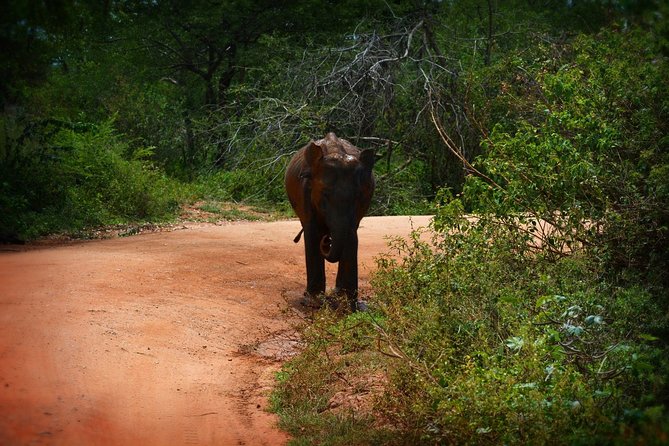 Udawalawe National Park | 3 Hours Safari Tour (Jeep Only) - Exploring Udawalawes Diverse Wildlife