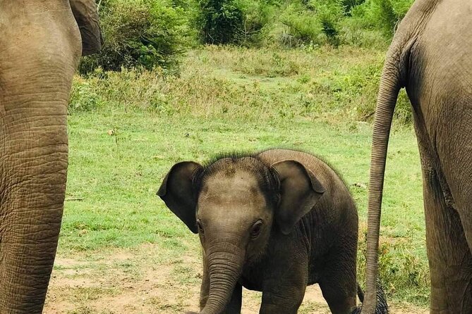 Udawalawe National Park 4 Hours Private Safari Tour - Pickup Information