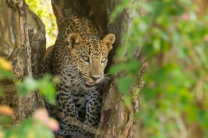 Udawalawe National Park 4 Hours Private Safari Tour - Accessibility and Recommendations