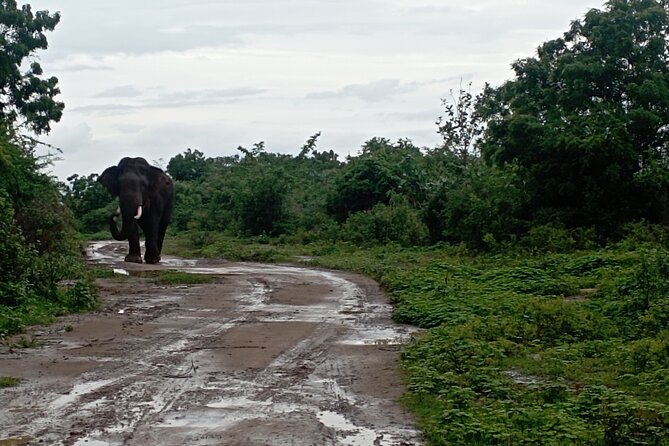 Udawalawe National Park 4 Hours Private Safari Tour - Reviews and Ratings