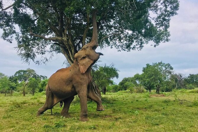 Udawalawe National Park 4 Hours Private Safari Tour - Highlights of Udawalawe National Park