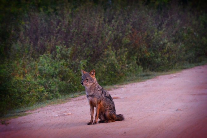 Udawalawe National Park | 4 Hours Safari Tour - Exploring the National Park