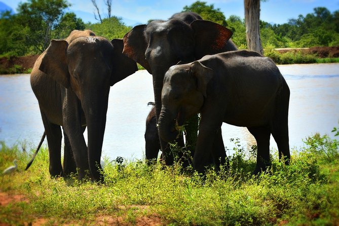 Udawalawe National Park | 4 Hours Safari Tour - Knowledgeable Private Guide