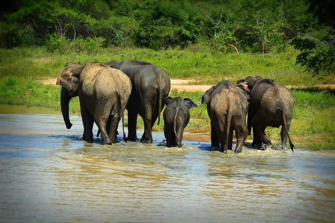 Udawalawe National Park | 4 Hours Safari Tour - Inclusions and Exclusions