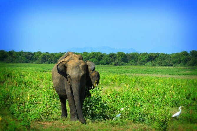 Udawalawe National Park 6-Hour Private Safari Tour - FAQ