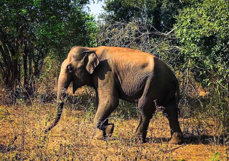 Udawalawe National Park Afternoon or Morning Safari - Key Points