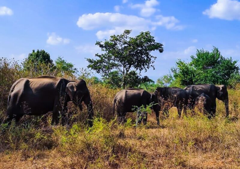 Udawalawe National Park Afternoon or Morning Safari - Park Background