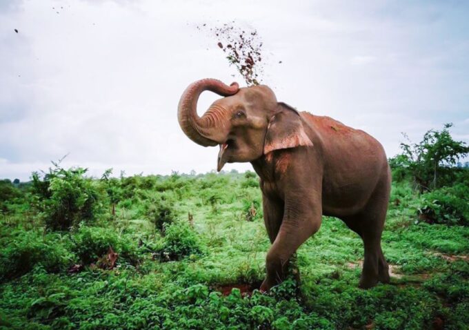 Udawalawe National Park Afternoon or Morning Safari - What to Expect