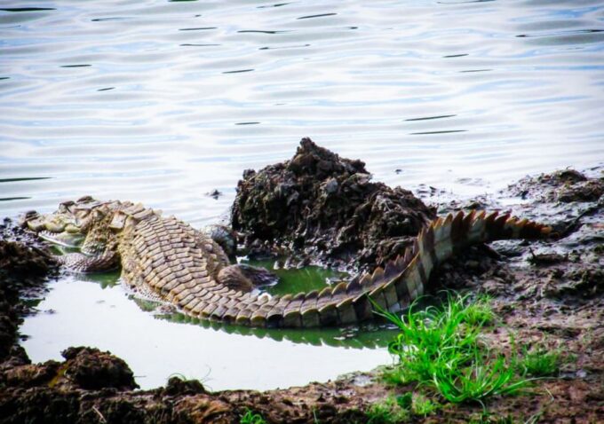 Udawalawe National Park Afternoon or Morning Safari - Additional Information