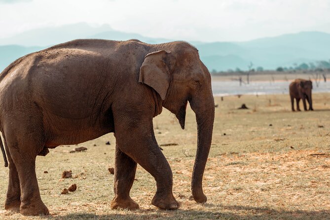 Udawalawe National Park Entrance Ticket - Ticket Inclusions and Exclusions