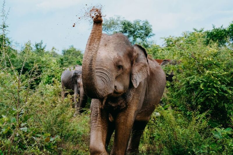 Udawalawe National Park: Entry Ticket & Half-Day Safari Tour - Key Points
