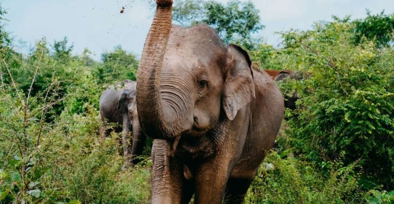 Udawalawe National Park: Entry Ticket & Half-Day Safari Tour - Tour Experience and Highlights