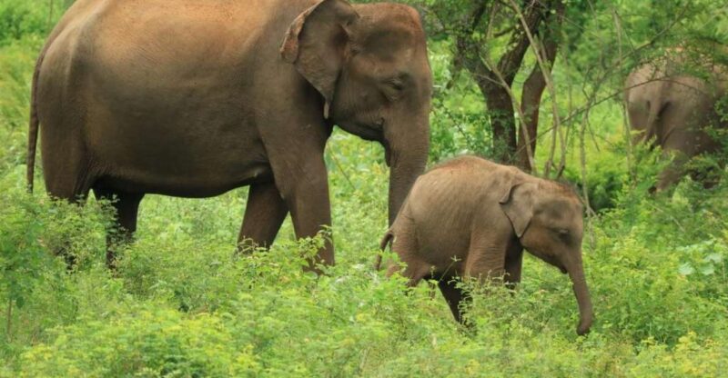 Udawalawe National Park | Full Day-10 Hours | All Inclusive - Key Points