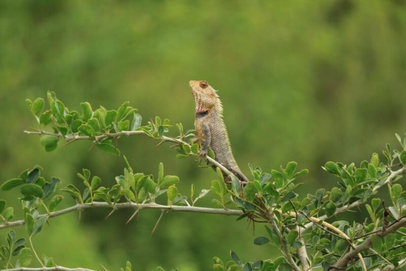 Udawalawe National Park | Full Day-10 Hours | All Inclusive - Wildlife Experience