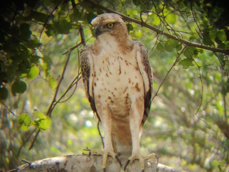 Udawalawe National Park | Full Day-10 Hours | All Inclusive - Pickup and Drop-off Locations
