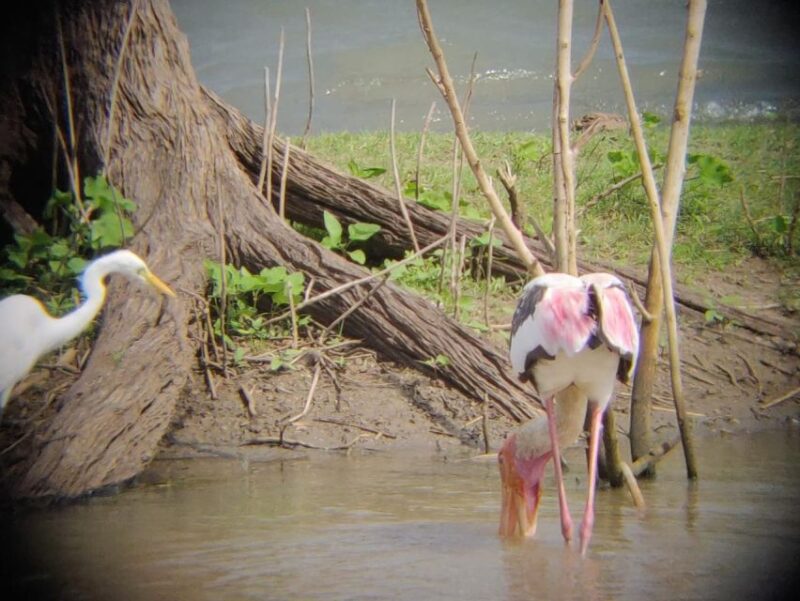 Udawalawe National Park | Full Day-10 Hours | All Inclusive - Guided Safari Tour
